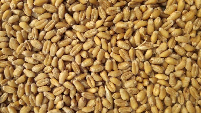 Malts de base, malts spéciaux : ce que chaque grain apporte à la bière